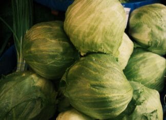 Evo zašto su naše bake i djedovi zimi svakog dana jeli kiseli kupus Evo zašto su naše bake i djedovi zimi svakog dana jeli kiseli kupus