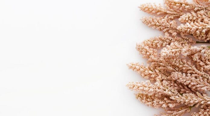 Svetа Lucija i pšenica: Običaj koji najavljuje Božić