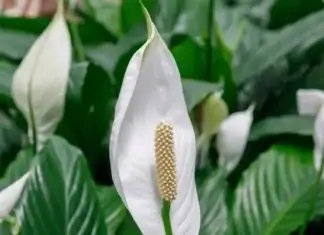 Spatifilum, poznat kao ženska sreća, cvijet koji svaka kuća treba da ima Spatifilum, poznat kao ženska sreća, cvijet koji nosi posebnu simboliku i vjerovanja
