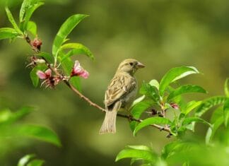 Milioni ljudi umrli zbog “rata s vrapcima” Milioni ljudi umrli zbog "rata s vrapcima"