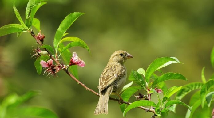 Milioni ljudi umrli zbog "rata s vrapcima"