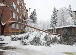 drvo, žena, smrt, sarajevo, stablo