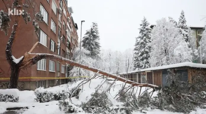 drvo, žena, smrt, sarajevo, stablo