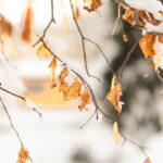 Snijeg, zima, hladno, vjetar