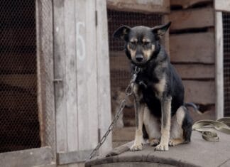 Minus 13 stiže u BiH: Građani pozvani da zaštite ulične i vezane životinje
