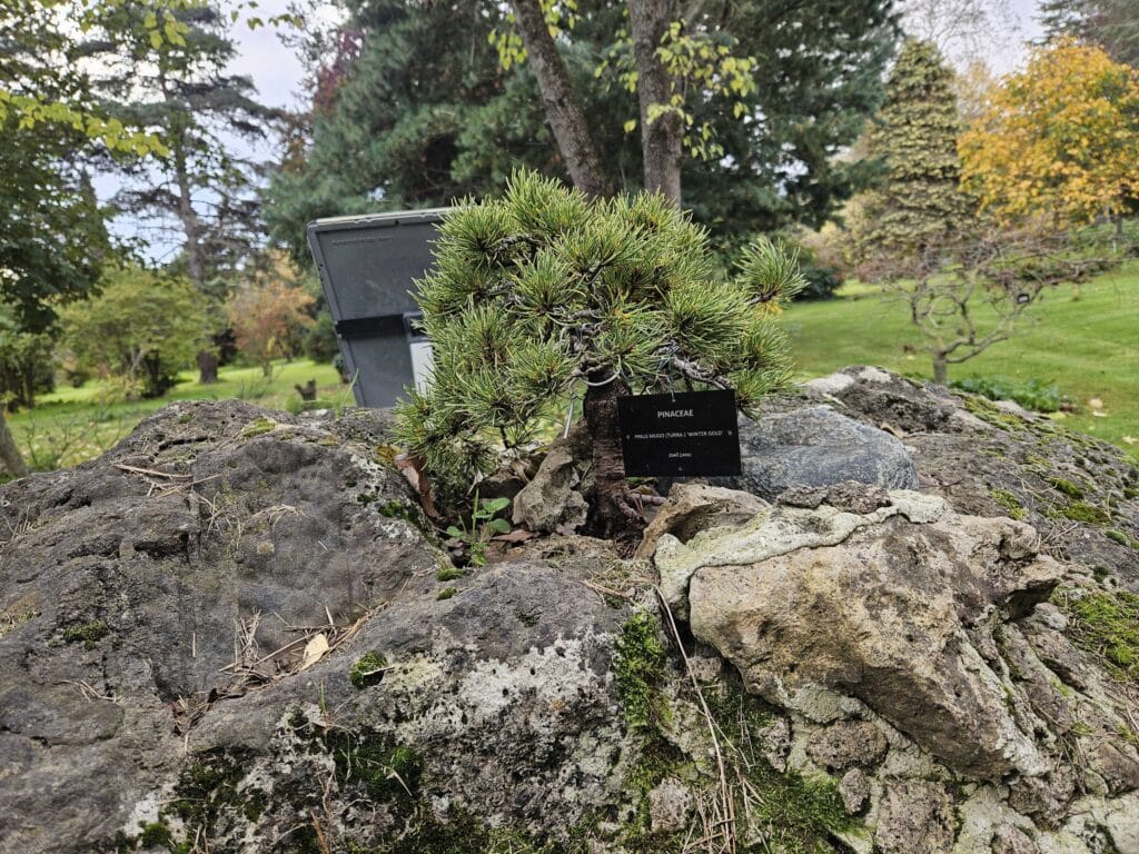 Bonsai drvo u Karaca Arboretum u Yalovi