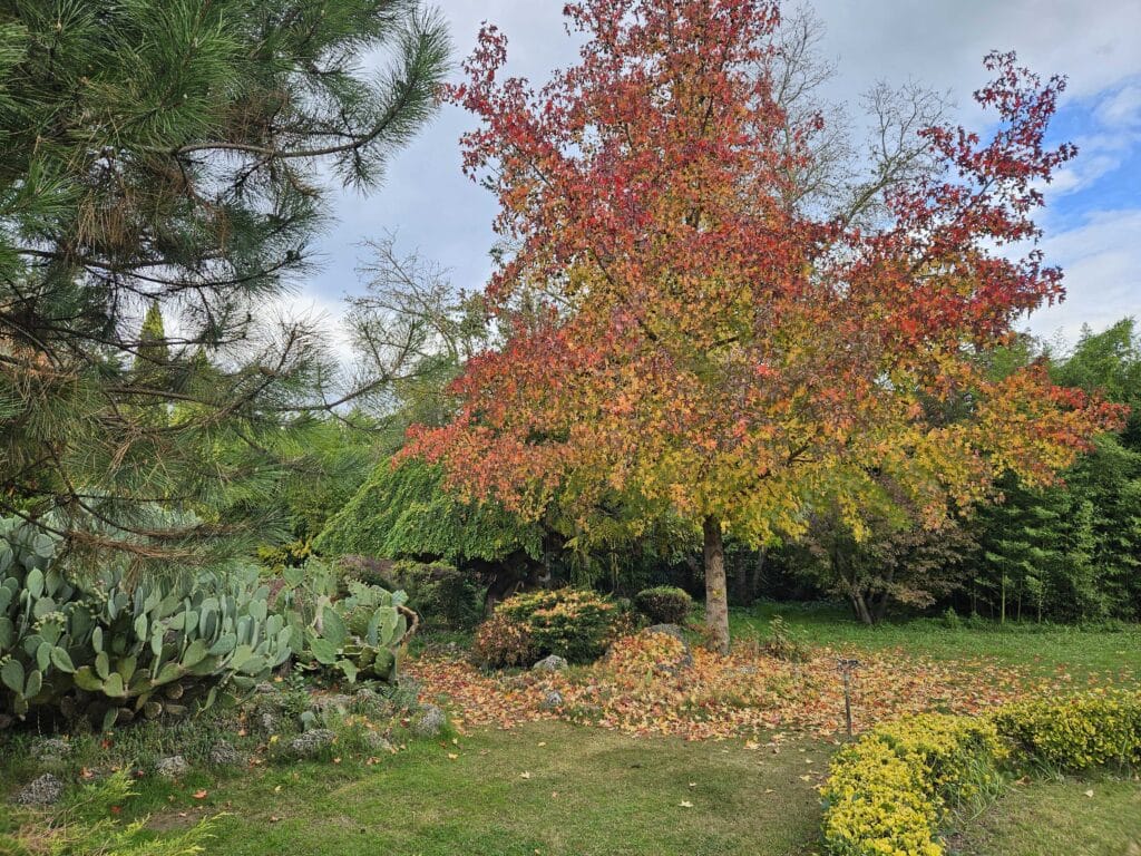 Jesenje boje drveća u Karaca Arboretum u Yalovi