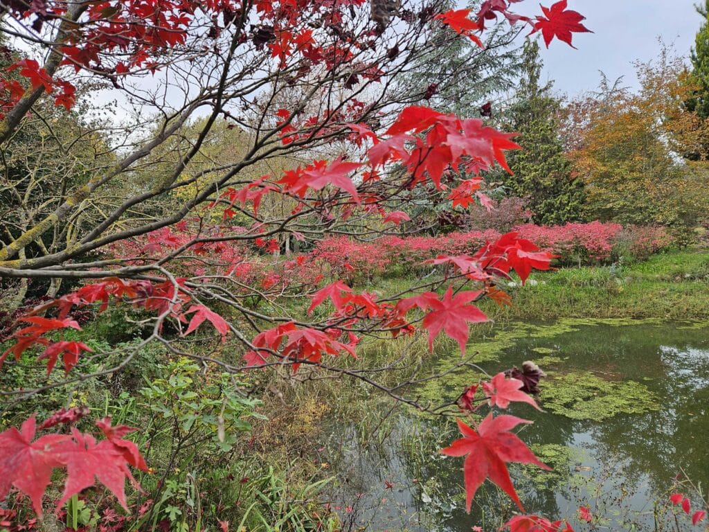 Crveni listovi japanskog javora u Karaca Arboretum
