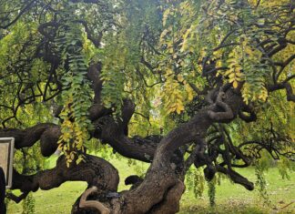 Staro drvo s uvijenim deblom u Karaca Arboretum u Yalovi