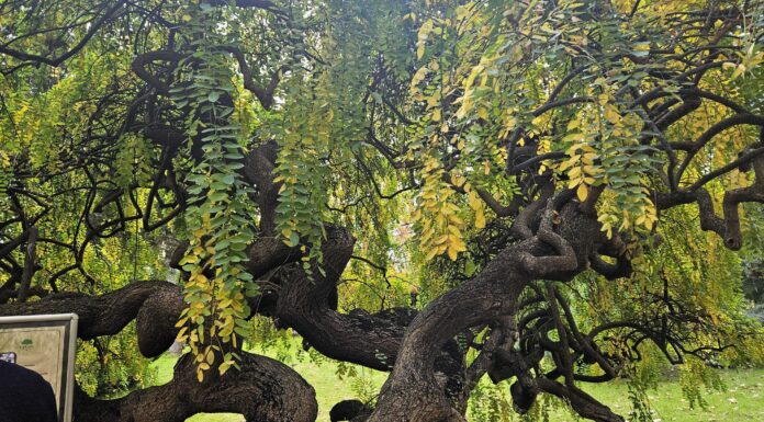 Staro drvo s uvijenim deblom u Karaca Arboretum u Yalovi