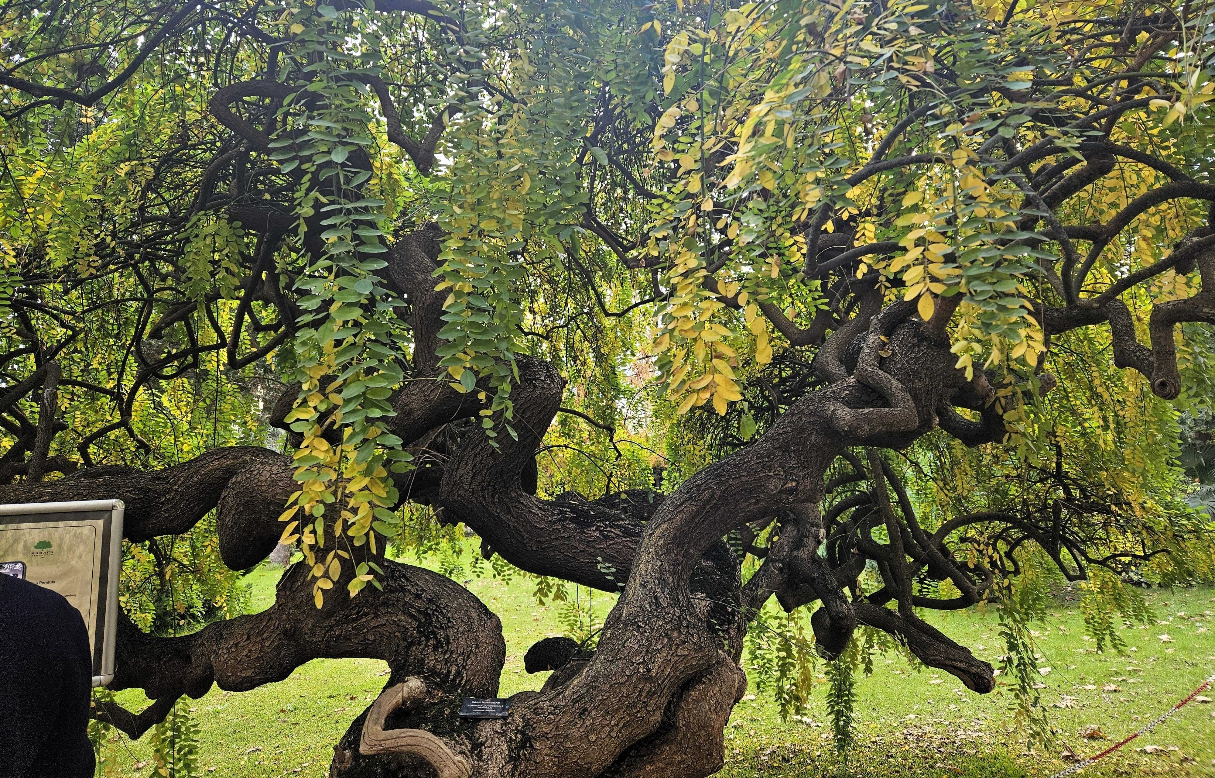 karaca-arboretum-staro-drvo-yalova Staro drvo s uvijenim deblom u Karaca Arboretum u Yalovi
