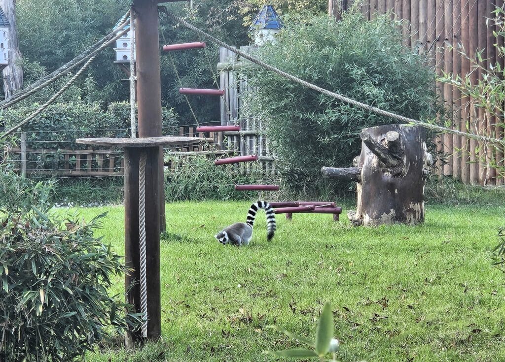 Lemuri u Ormanya Wildlife Parku u prirodnom okruženju