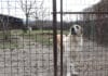 Azil Nirina pokrenuo projekat sterilizacije ženki pasa lutalica Azil "Nirina"