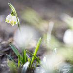 BH Meteo najavio: Rano proljeće stiže već naredne sedmice, temperature i do 21 stepen sunčano vrijeme, dolazak proljeca, vremenska prognoza