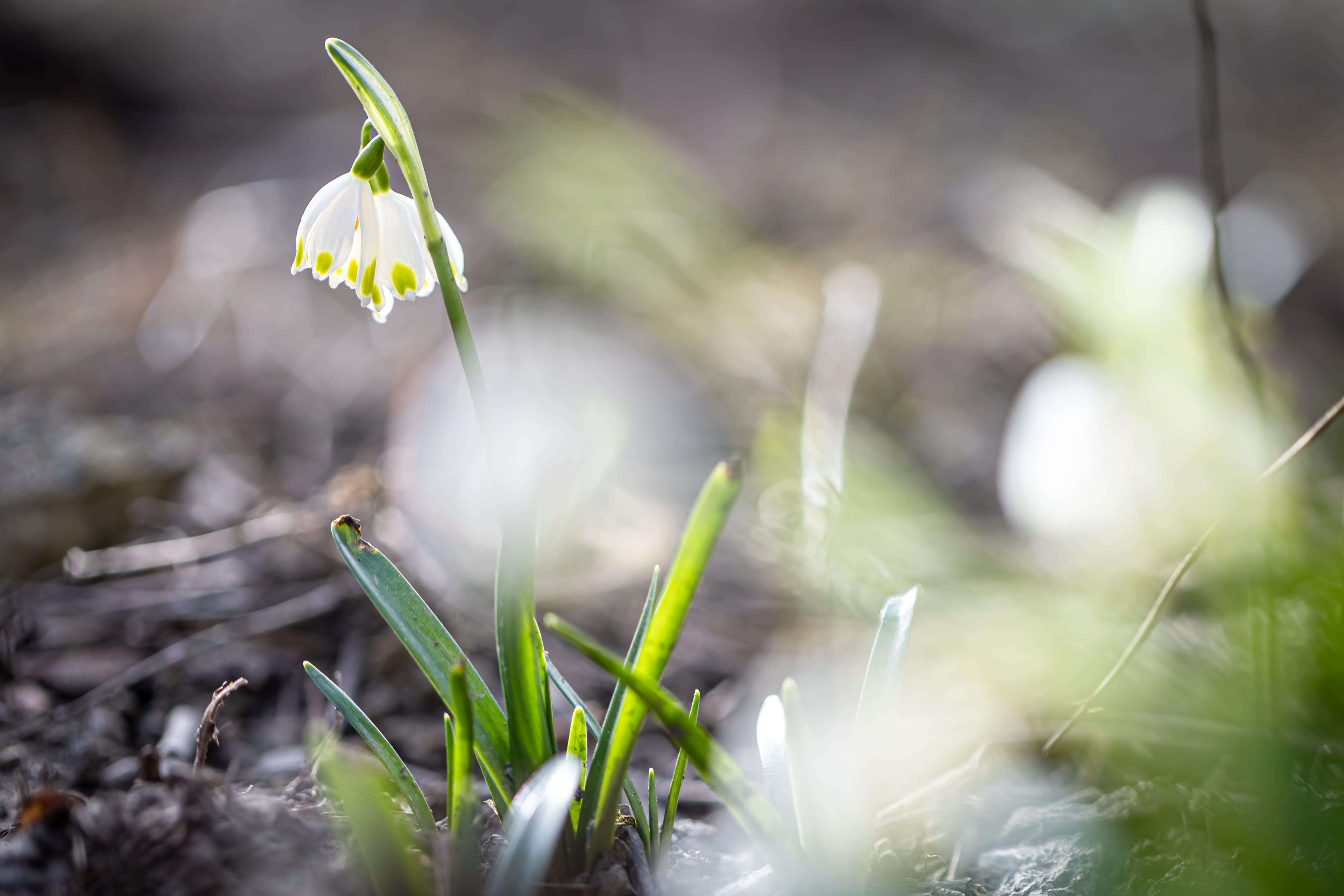 Close up, snowdrops in the ground, macro photography. sunčano vrijeme, dolazak proljeca, vremenska prognoza