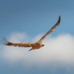 Kako je sokol postao najbrži lovac u cijelom životinjskom svijetu?