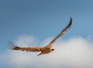 Kako je sokol postao najbrži lovac u cijelom životinjskom svijetu?