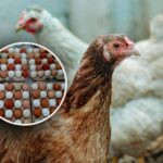 Zašto su neka jaja bijela, a neka smeđa ili plava?