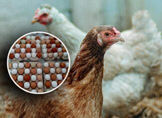 Zašto su neka jaja bijela, a neka smeđa ili plava? Zašto su neka jaja bijela, a neka smeđa ili plava?