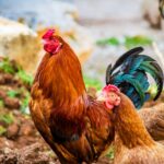 Zbog ptičije gripe pojačane mjere na peradarskim farmama u TK