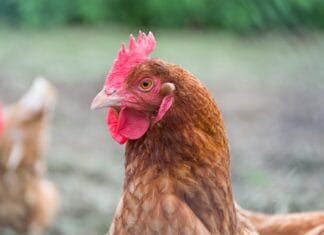 Avijarna influenca potvrđena u BiH, prijetnja za područje Gračanice i Doboj Istoka