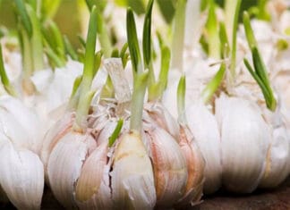 Je li proklijali češnjak siguran za jelo i treba li ga baciti