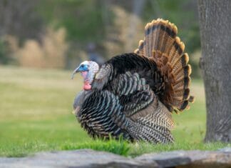 Ptičija gripa: Najosjetljivije kokoške i tuke, institucije pozivaju na stroge mjere zaštite Ptičija gripa: Najosjetljivije kokoške i tuke