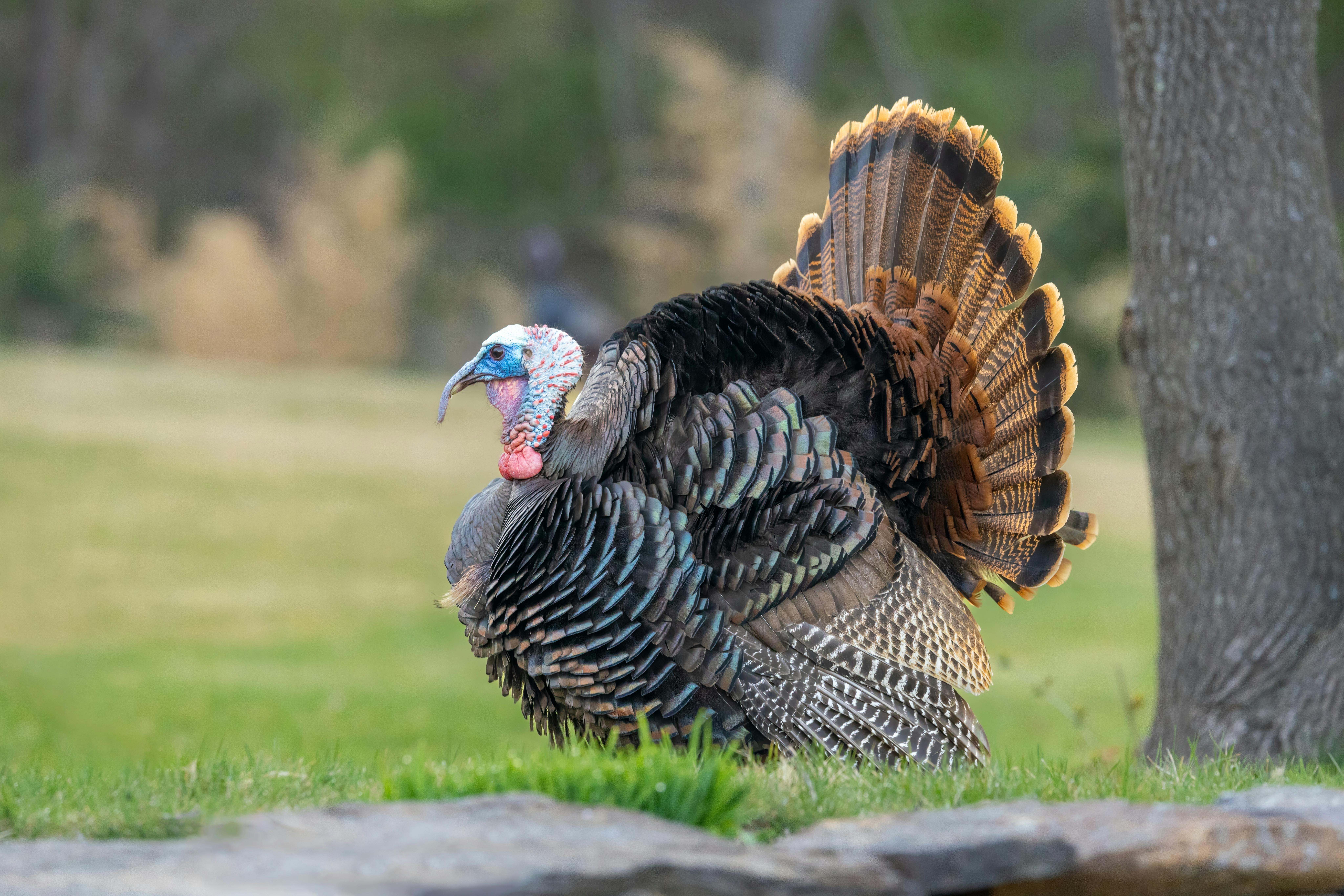 Ptičija gripa: Najosjetljivije kokoške i tuke