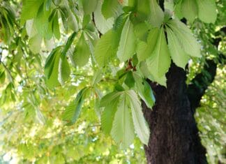 Ovo drvo nikako ne sadite uz kuću, može napraviti ozbiljnu štetu