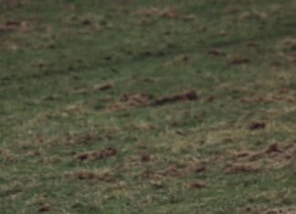 Neobičan slučaj: Ostavio uginule ovce da nahrani pse, sumnjalo se na zarazu Ostavio uginule ovce da nahrani pse, sumnjalo se na zarazu