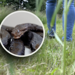 Zmije sve aktivnije: Ima li dovoljno seruma protiv otrova poskoka? Zmije sve aktivnije: Ima li dovoljno seruma protiv otrova poskoka?
