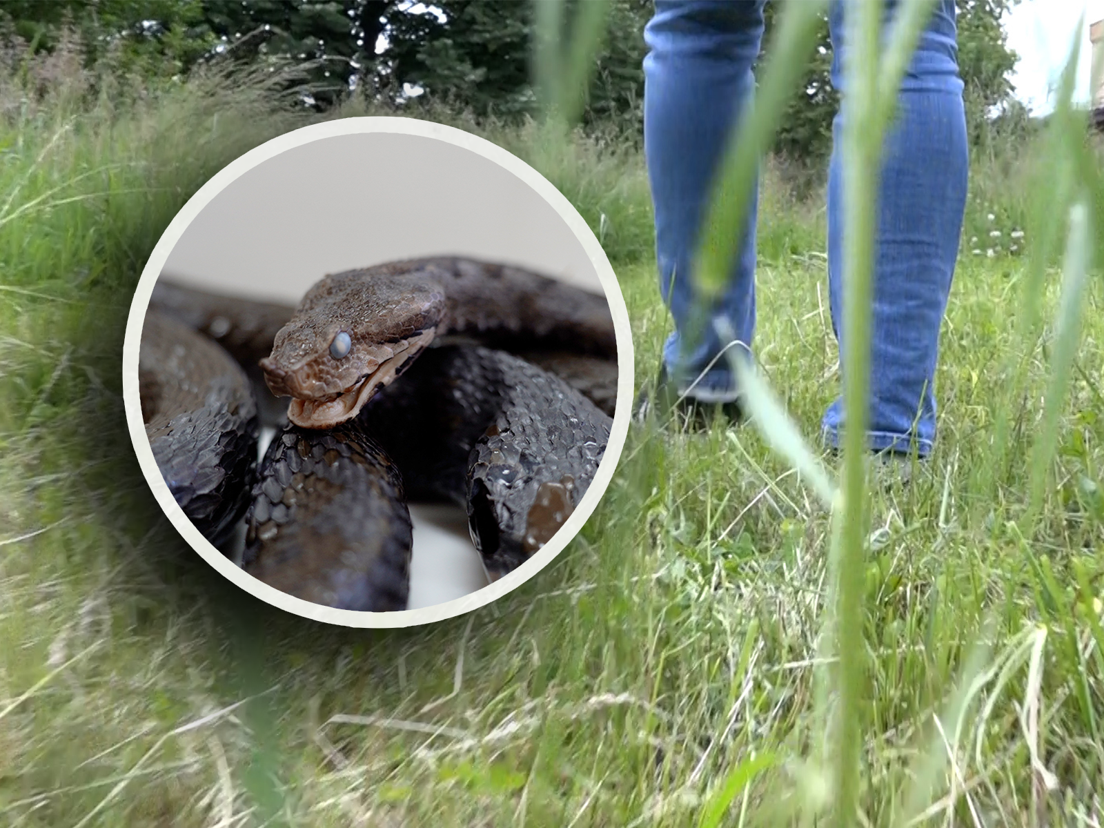 Zmije sve aktivnije: Ima li dovoljno seruma protiv otrova poskoka?