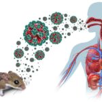 Hantavirus na kruzeru „Hondius“: Tri osobe preminule, putnici pod nadzorom Hantavirus