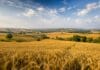 FAO indeks cijena hrane nastavio rast, Zlatna polja pšenice kao ilustracija rasta cijena hrane i žitarica prema FAO indeksu cijena hrane