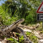 Povećana pojava zmija, upozorenje na oprez tokom boravka u prirodi
