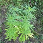 Pretresi u Gračanici: Oduzeta droga, oružje i municija, uhapšena jedna osoba Pretresi u Gračanici: Oduzeta droga, oružje i municija, uhapšena jedna osoba