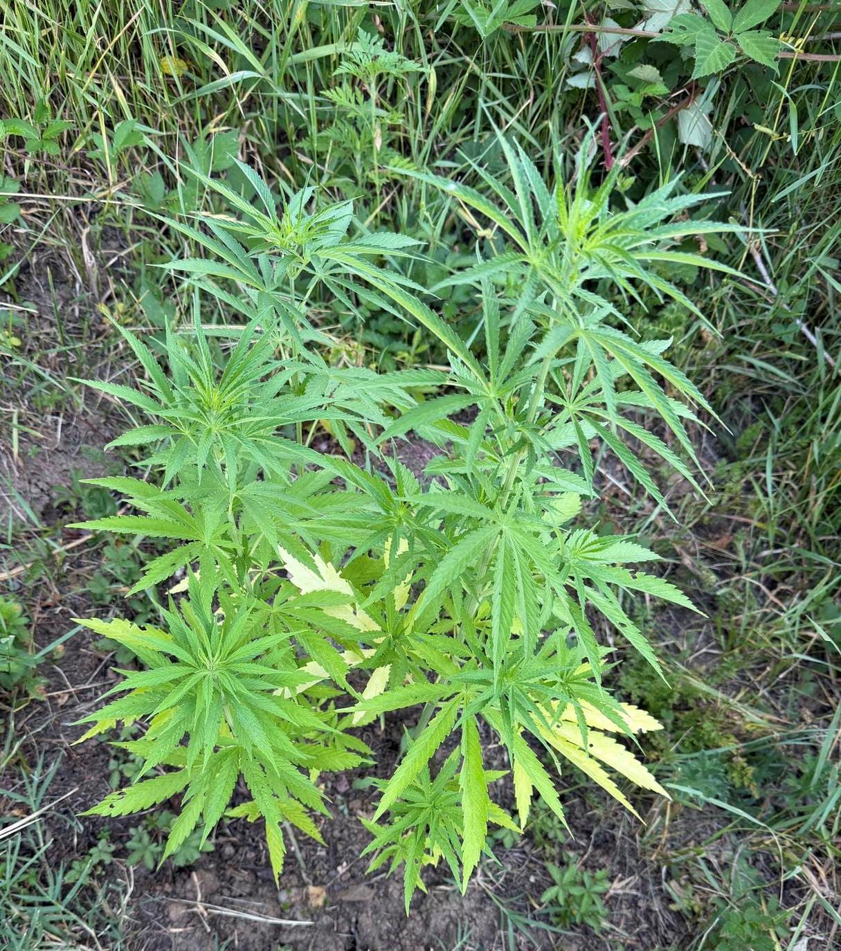 Pretresi u Gračanici: Oduzeta droga, oružje i municija, uhapšena jedna osoba