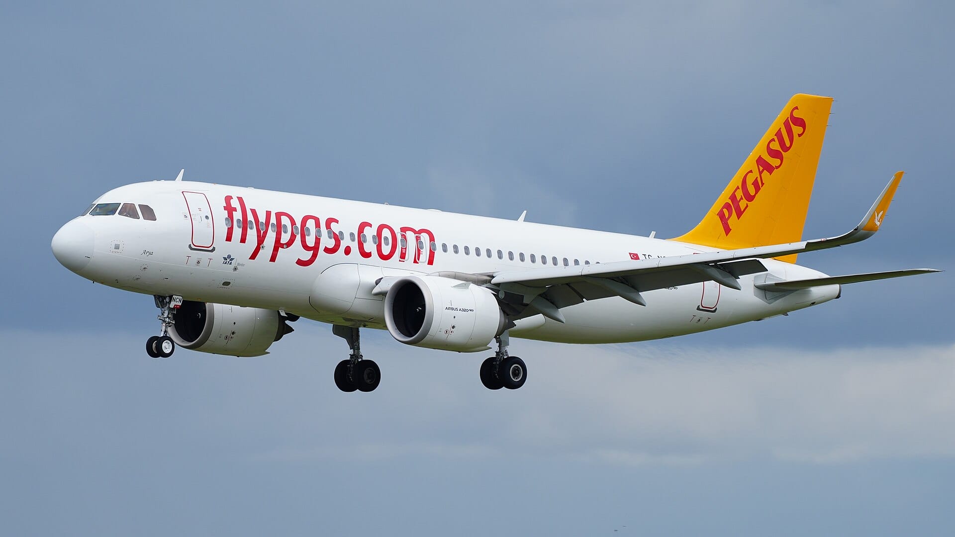pegasus