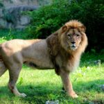 Tragedija u ZOO vrtu Zagreb pokrenula pitanje zatočeništva divljih životinja