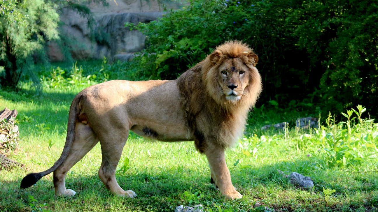 FOTO: ZOO Zagreb Tragedija u ZOO vrtu Zagreb pokrenula pitanje zatočeništva divljih životinja