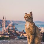 Istanbulske mačke osvojile svijet: Kako su postale jedan od najprepoznatljivijih simbola grada Istanbulske mačke osvojile svijet: Kako su postale jedan od najprepoznatljivijih simbola grada
