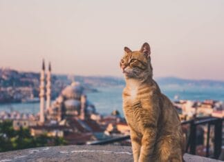 Istanbulske mačke osvojile svijet: Kako su postale jedan od najprepoznatljivijih simbola grada Istanbulske mačke osvojile svijet: Kako su postale jedan od najprepoznatljivijih simbola grada