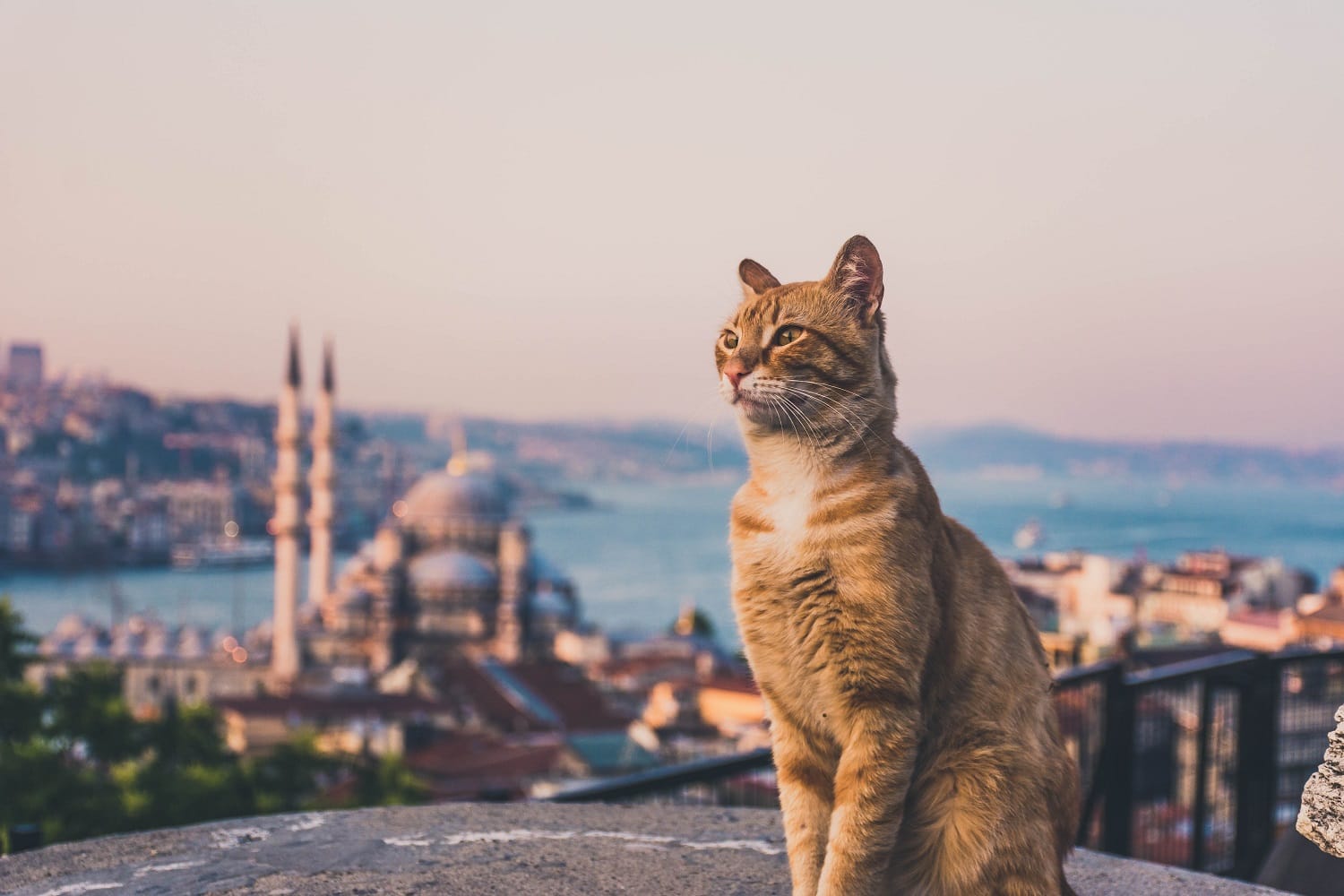 Yellow,Cats,Of,Istanbul,From,The,Top,Of,The,Grand Istanbulske mačke osvojile svijet: Kako su postale jedan od najprepoznatljivijih simbola grada