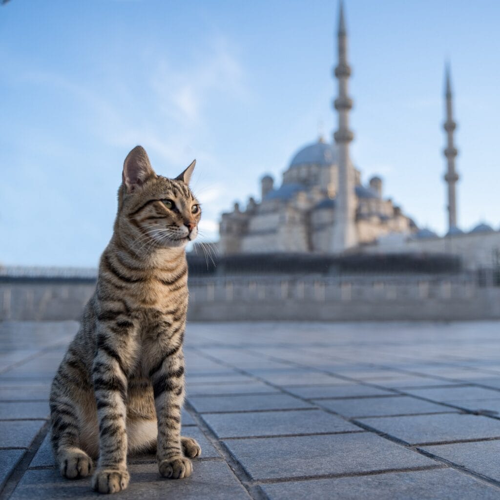 Istanbulske mačke osvojile svijet: Kako su postale jedan od najprepoznatljivijih simbola grada