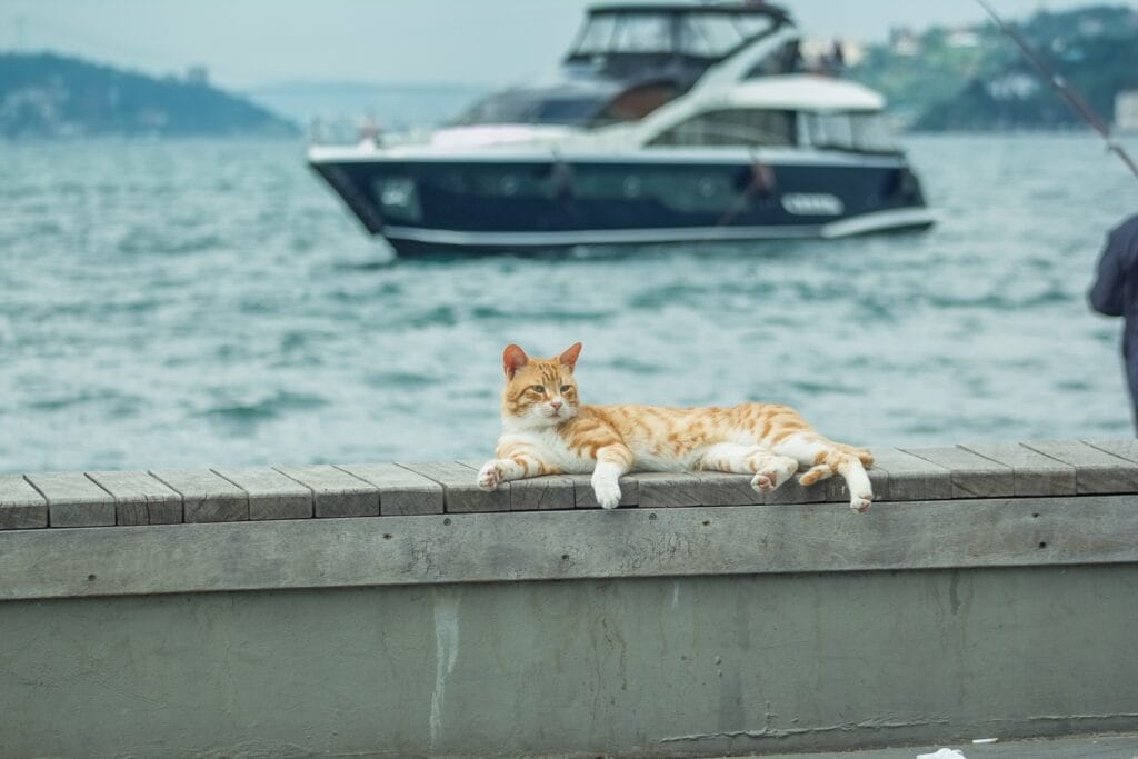 Istanbulske mačke osvojile svijet: Kako su postale jedan od najprepoznatljivijih simbola grada