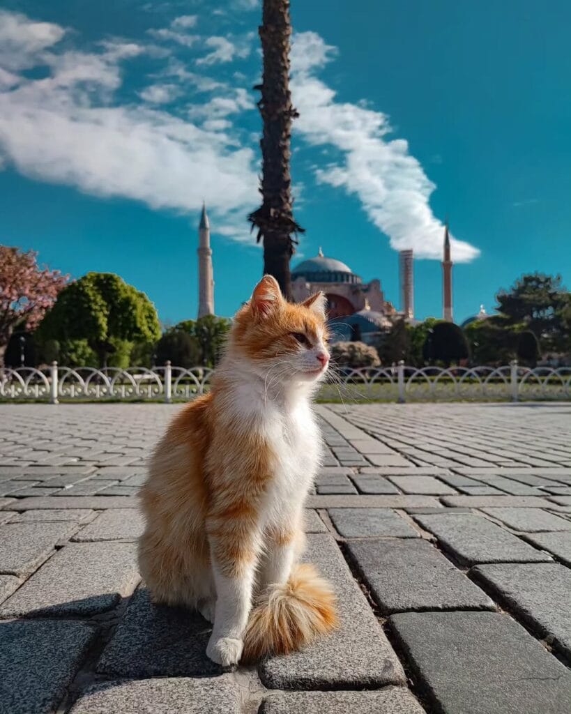 Istanbulske mačke osvojile svijet: Kako su postale jedan od najprepoznatljivijih simbola grada