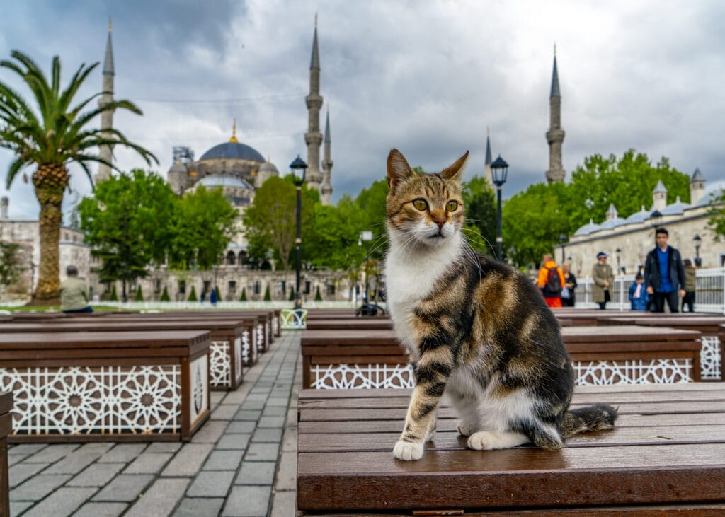 Istanbulske mačke osvojile svijet: Kako su postale jedan od najprepoznatljivijih simbola grada