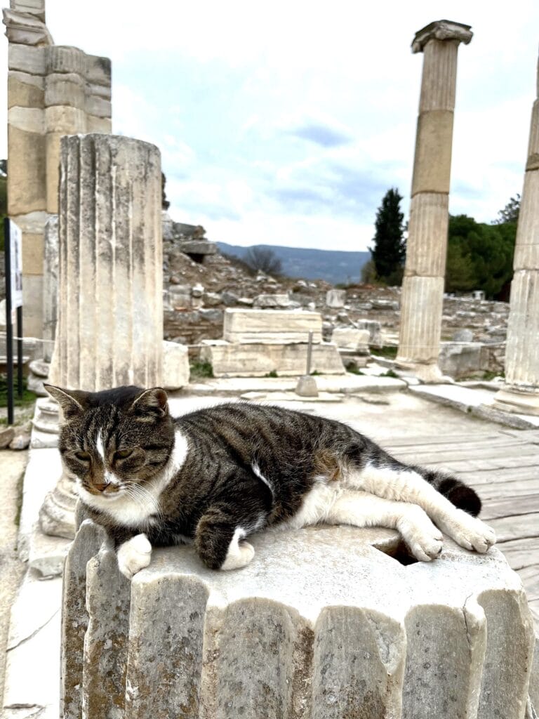 Cats of Antalya Aspendos Ancient City and Theatre