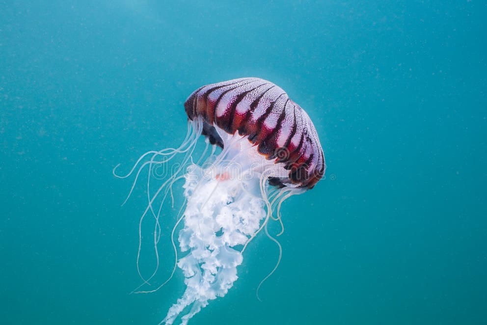 meduza