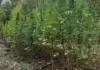FUP otkrio plantažu sa 177 stabljika kanabisa, dvije osobe uhapšene
